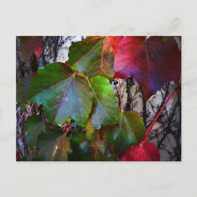 Fall Colour Postcard (Front)