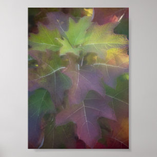 Fall Coloured Oak Leaf Hydrangea Poster
