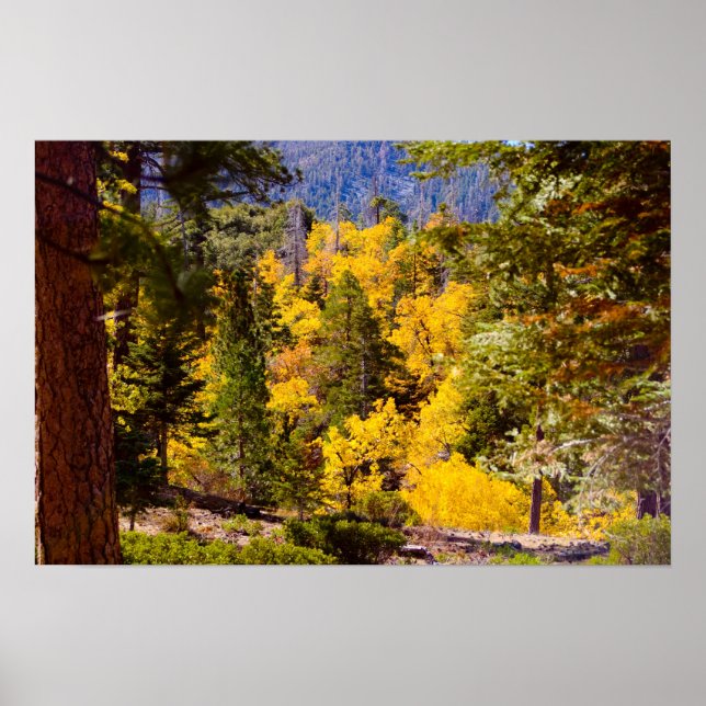 Fall Colours 6 Poster (Front)