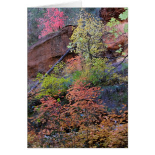 Fall colours all around