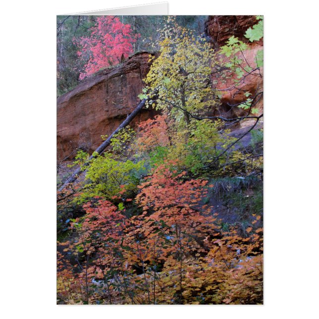 Fall colours all around (Front)