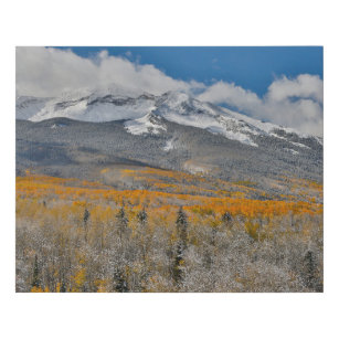 Fall Colours Aspens &    Rocky Mountains, Colorado Faux Canvas Print