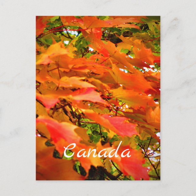 Fall Colours Autumn Leaves Sugar Maple Tree Canada Postcard (Front)
