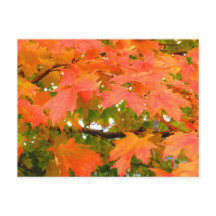 Fall Colours Autumn Leaves Sugar Maple Tree Canada