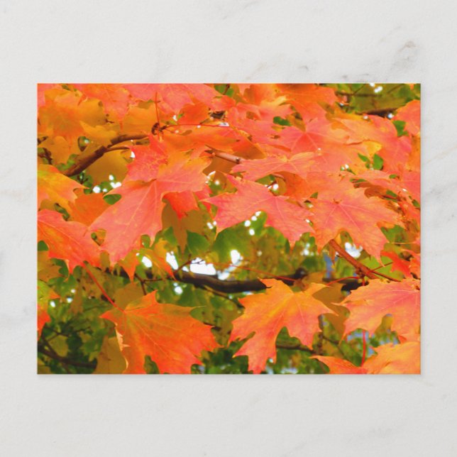 Fall Colours Autumn Leaves Sugar Maple Tree Canada Postcard (Front)