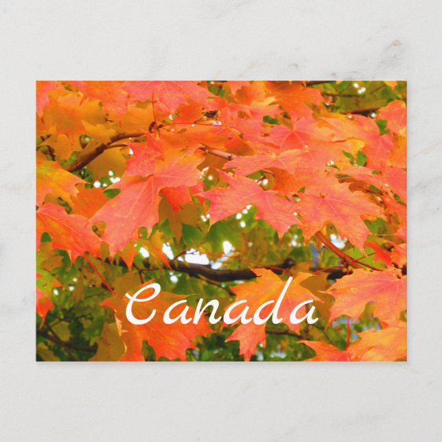 Fall Colours Autumn Leaves Sugar Maple Tree Canada Postcard (Front)