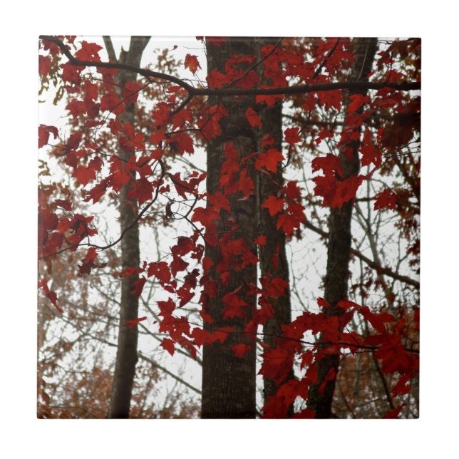 Fall Colours Autumn Trees | Canadian Maple Leaves Tile (Front)