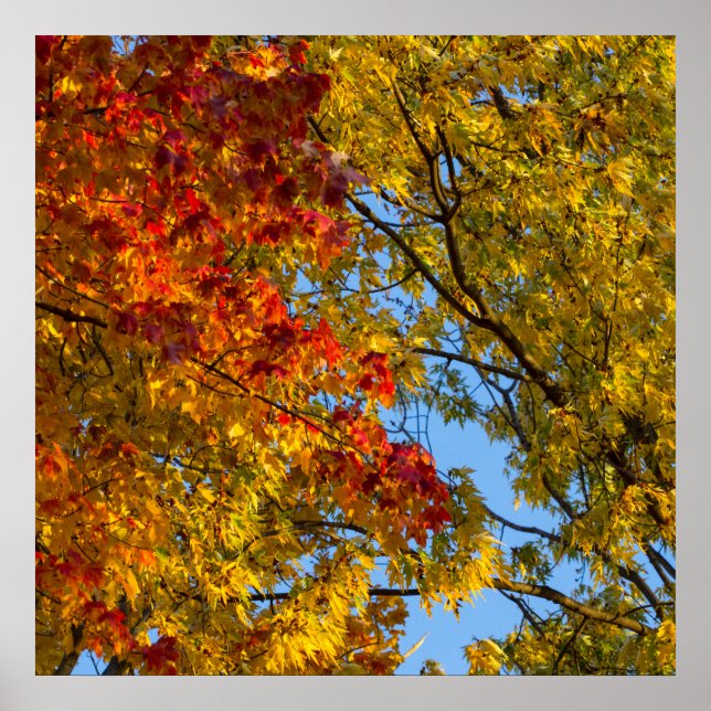 Fall Colours, Blue Sky, Ohio Poster (Front)