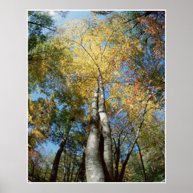 Fall Colours - Great Smoky Mountains - Trees Poster (Front)