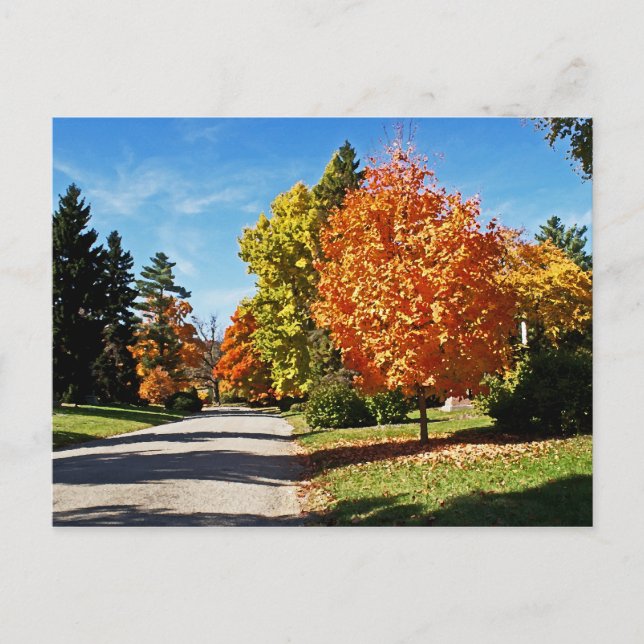 Fall Colours in Cincinnati Postcard (Front)