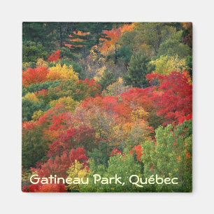 Fall colours in Gatineau Park Magnet