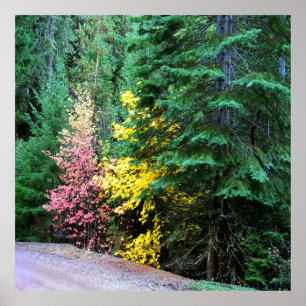 Fall colours in the mountains.... poster