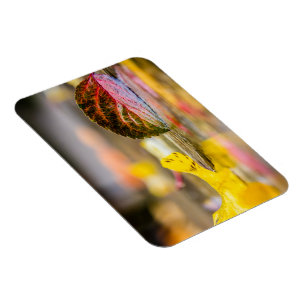 Fall colours magnet