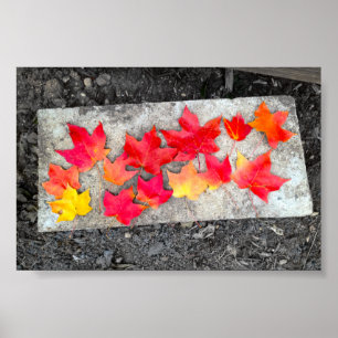 Fall Colours Maple Leaves Thanksgiving Photo Print