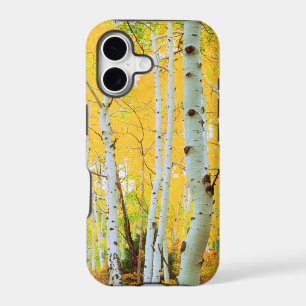 Fall colours of Aspen trees 1
