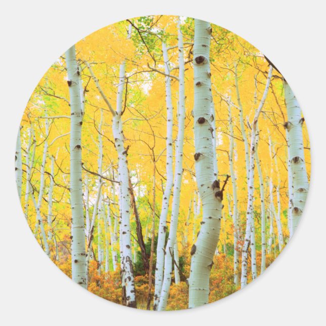 Fall colours of Aspen trees 1 Classic Round Sticker (Front)