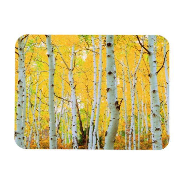 Fall colours of Aspen trees 1 Magnet (Horizontal)