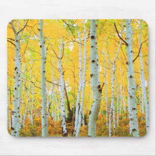 Fall colours of Aspen trees 1 Mouse Mat