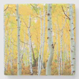 Fall colours of Aspen trees 1 Stone Coaster