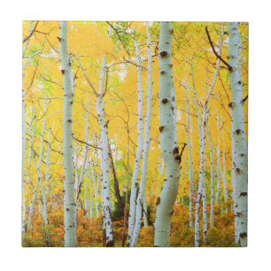 Fall colours of Aspen trees 1 Tile