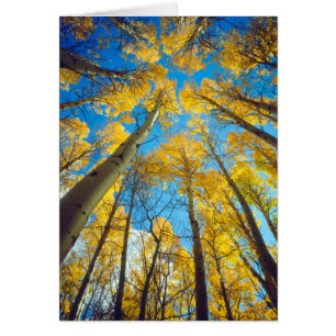 Fall colours of Aspen trees 2