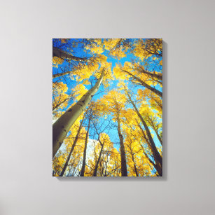 Fall colours of Aspen trees 2 Canvas Print