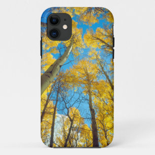 Fall colours of Aspen trees 2 iPhone 11 Case