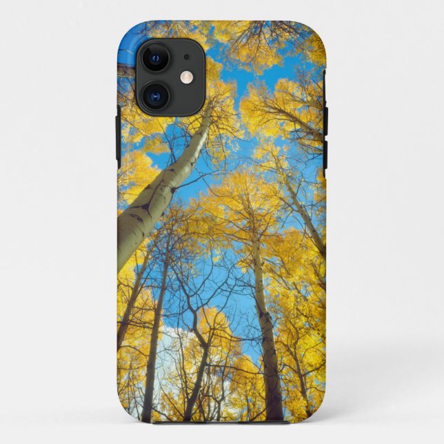 Fall colours of Aspen trees 2 Case-Mate iPhone Case (Back)