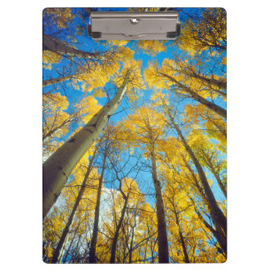 Fall colours of Aspen trees 2 Clipboard