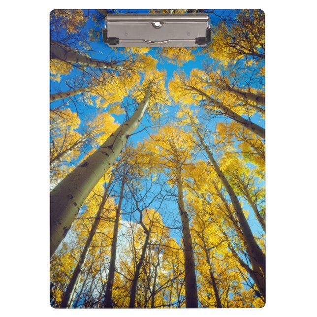 Fall colours of Aspen trees 2 Clipboard (Front)