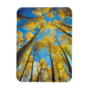 Fall colours of Aspen trees 2 Magnet