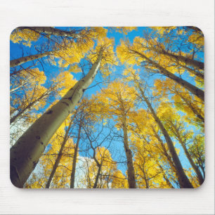 Fall colours of Aspen trees 2 Mouse Mat