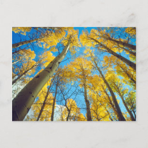 Fall colours of Aspen trees 2 Postcard