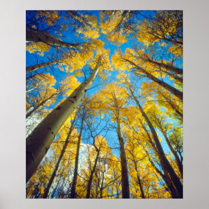 Fall colours of Aspen trees 2 Poster