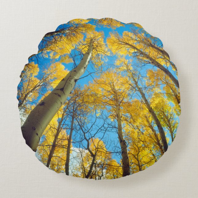 Fall colours of Aspen trees 2 Round Cushion (Front)