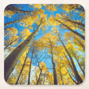 Fall colours of Aspen trees 2 Square Paper Coaster