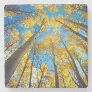 Fall colours of Aspen trees 2 Stone Coaster