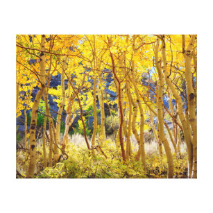 Fall colours of Aspen trees 3 Canvas Print