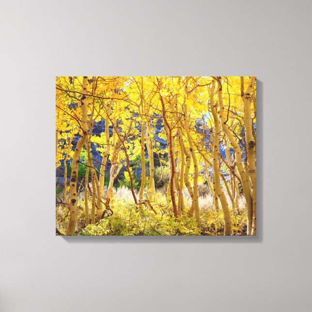 Fall colours of Aspen trees 3 Canvas Print (Front)
