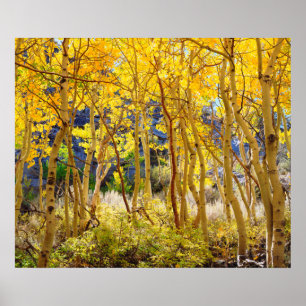 Fall colours of Aspen trees 3 Poster