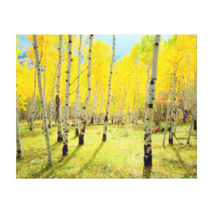 Fall colours of Aspen trees 4 Canvas Print