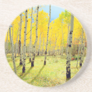Fall colours of Aspen trees 4 Coaster
