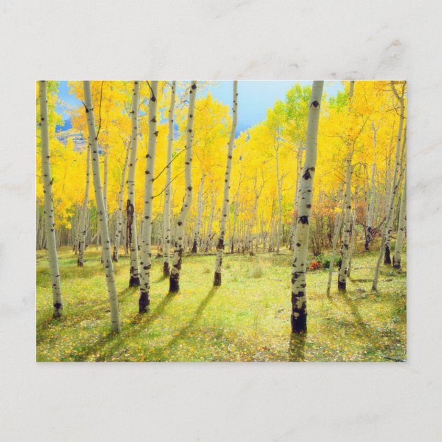 Fall colours of Aspen trees 4 Postcard (Front)