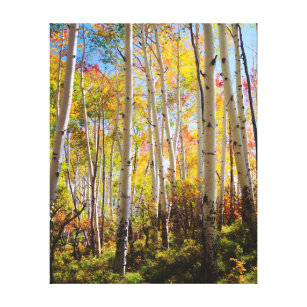 Fall colours of Aspen trees 5 Canvas Print