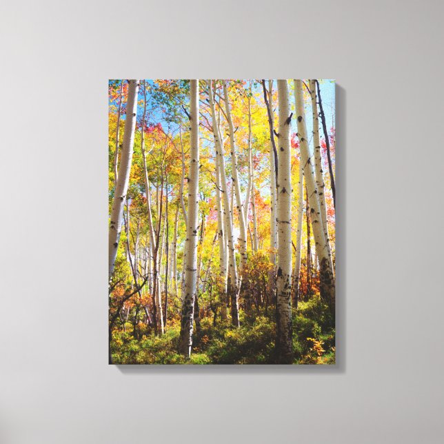 Fall colours of Aspen trees 5 Canvas Print (Front)