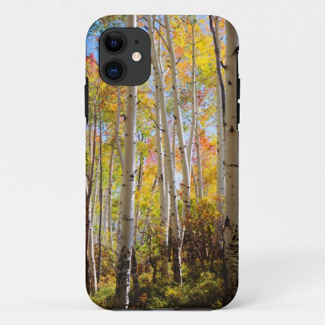 Fall colours of Aspen trees 5 Case-Mate iPhone Case (Back)