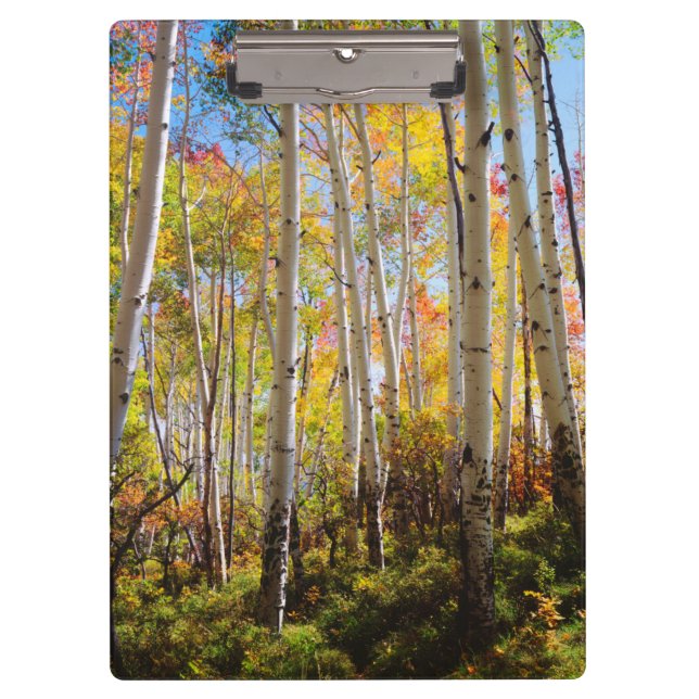 Fall colours of Aspen trees 5 Clipboard (Front)