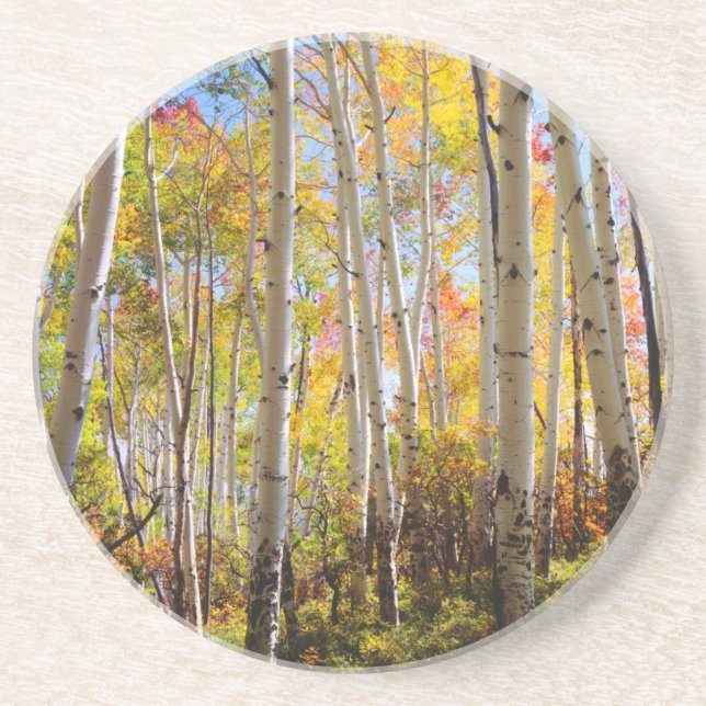 Fall colours of Aspen trees 5 Coaster (Front)