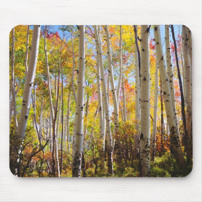Fall colours of Aspen trees 5 Mouse Mat (Front)