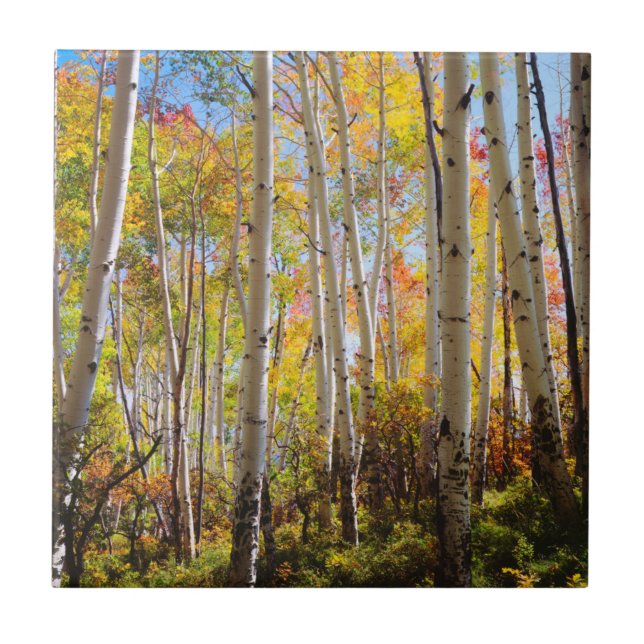 Fall colours of Aspen trees 5 Tile (Front)